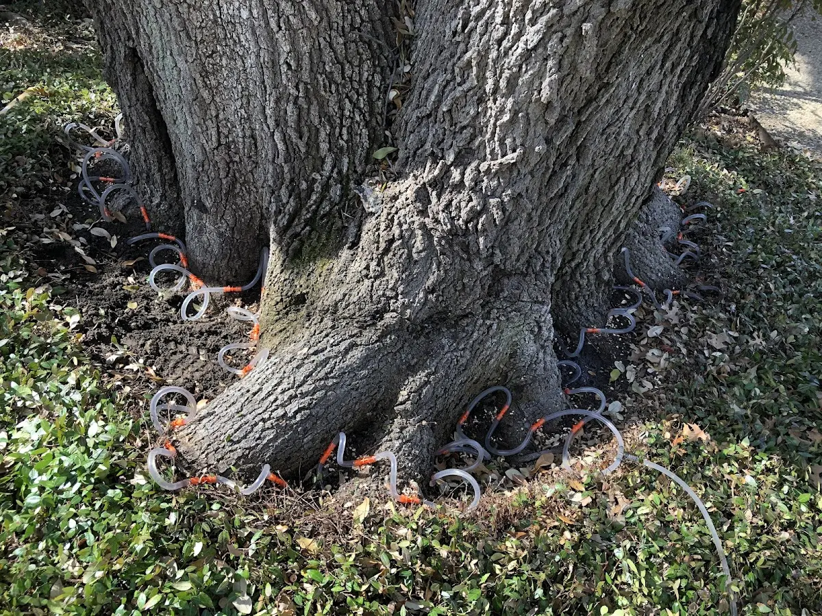 Detailed Tree Cabling and Bracing job site in Elkmont