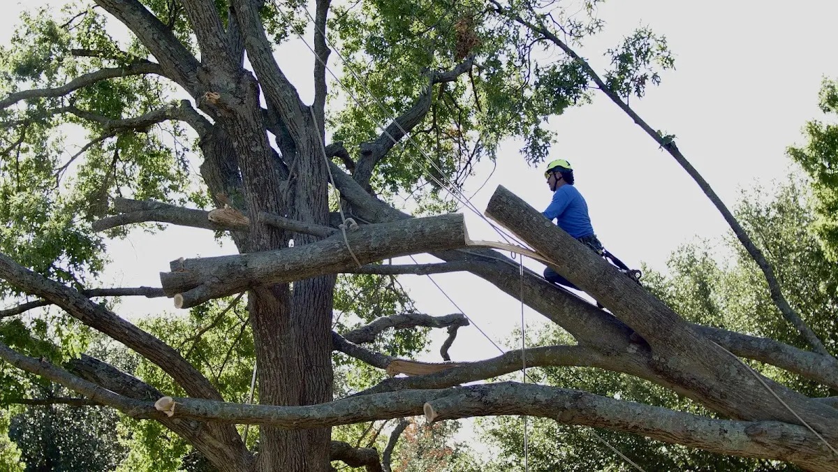 Professional Crown Thinning performed by certified arborists in Elkmont