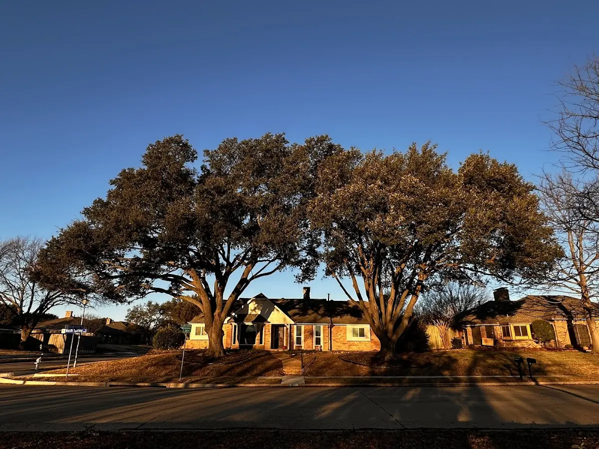 Established residential canopy tree shading a home in Elkmont